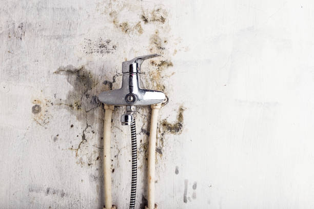 Best Black Mold Removal  in Monrovia, CA