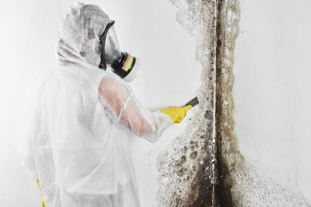 Best Crawl Space Mold Removal  in Monrovia, CA