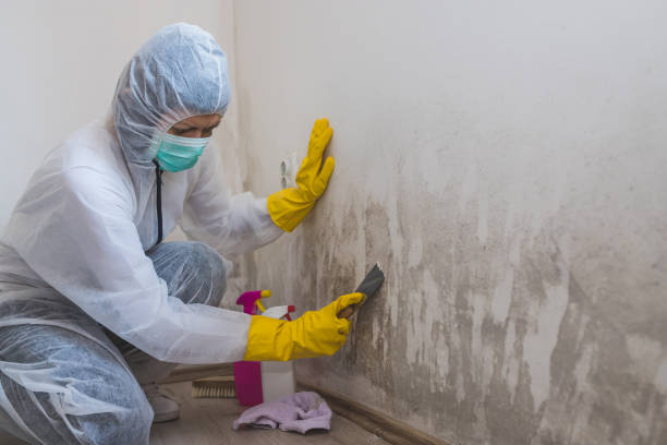 Professional Mold Removal in Monrovia, CA