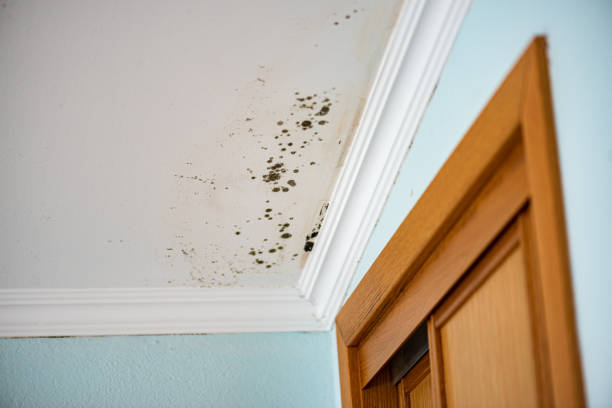 Home Mold Removal in Monrovia, CA