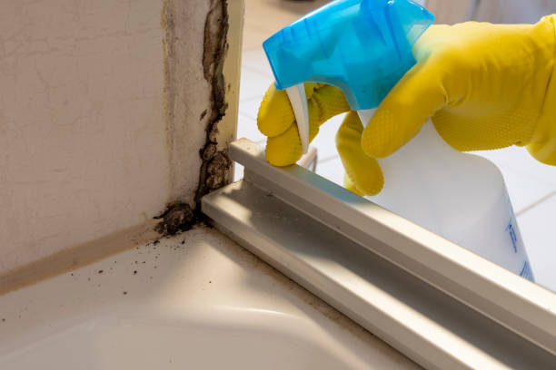 Best Attic Mold Removal  in Monrovia, CA