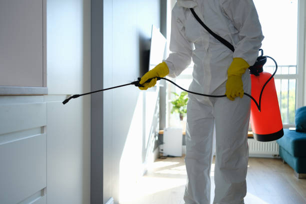 Best Mold Remediation  in Monrovia, CA