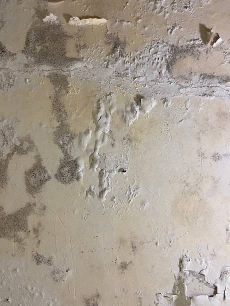 Best Mold Remediation  in Monrovia, CA