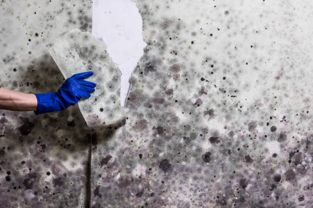 Best Mold Inspection  in Monrovia, CA