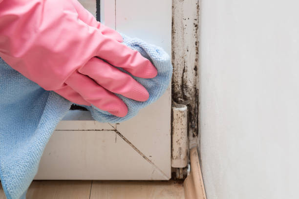 Best Attic Mold Removal  in Monrovia, CA