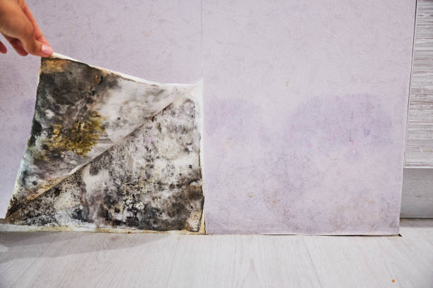 Certified Mold Removal in Monrovia, CA